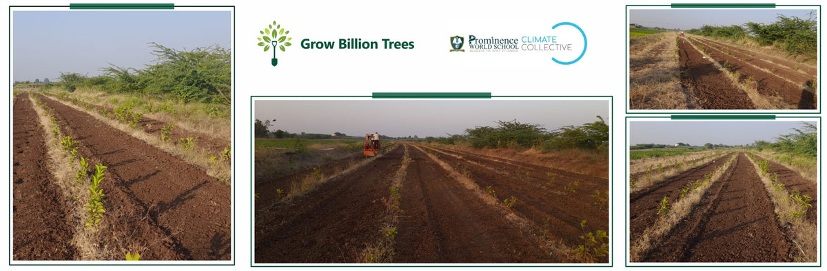 Climate Collective Foundation Digital Tree Plantation Initiative