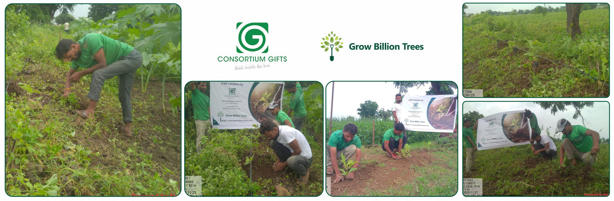 Cultivating Change: Consortium Gifts’ Path to Sustainability