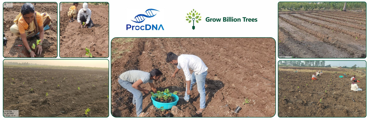 Birthday Blooms: ProcDNA’s Sustainable Gifting in Agroforestry