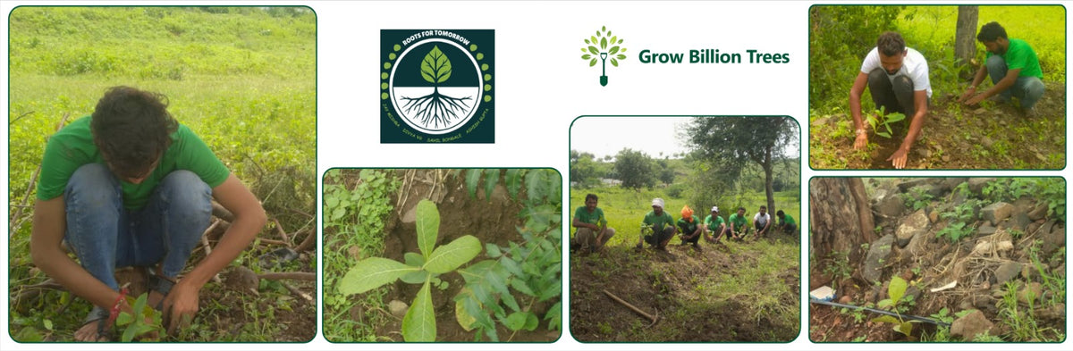 Nature’s Answer: Roots for Tomorrow’s Green Mission