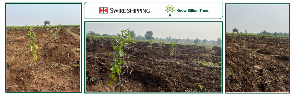 A Greener Gesture: Swire Shipping Plants Trees for Every Employee