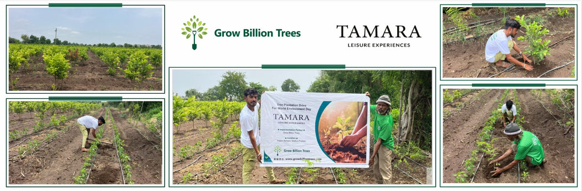 Tamara Leisure Experiences: Planting Trees with Every Booking Made