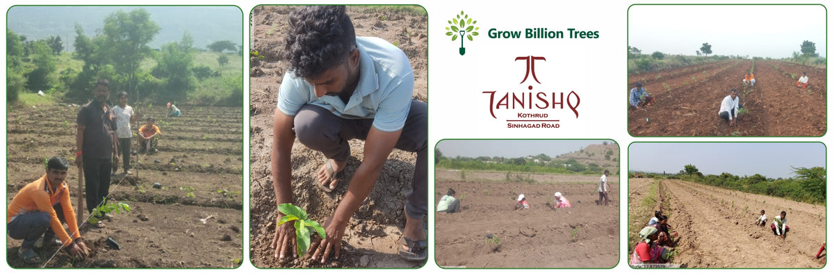 Nature’s Sparkle: Tattva Jewellers' Green Gift to Customers