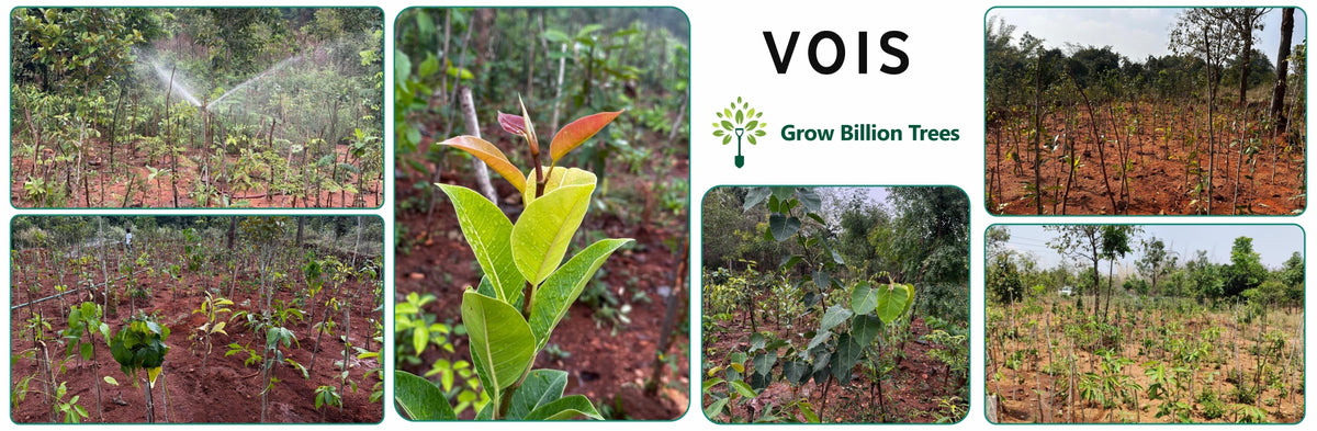 VOIS Green Mission: Advancing Urban Sustainability and Carbon Neutrality