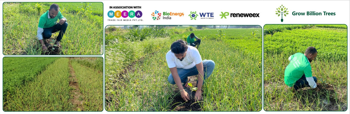 Planting Power: Meera Trade Fair Media’s Agroforest for Clean Energy
