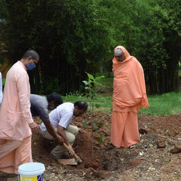 Trees for Navratri near Mahakal Ujjain
