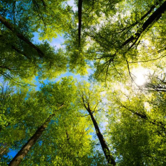 Trees for New Year - 2025