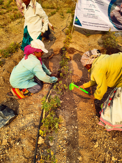Tree Plantation Drive On Earth Day: Your Green Action Guide