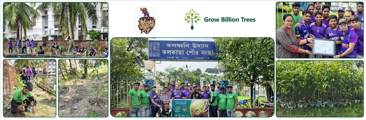 KKR Runs to Roots: Turning Every Run into a Tree