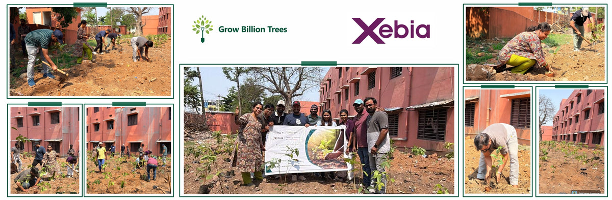 Xebia Advancing Urban Sustainability Through Tree Plantation