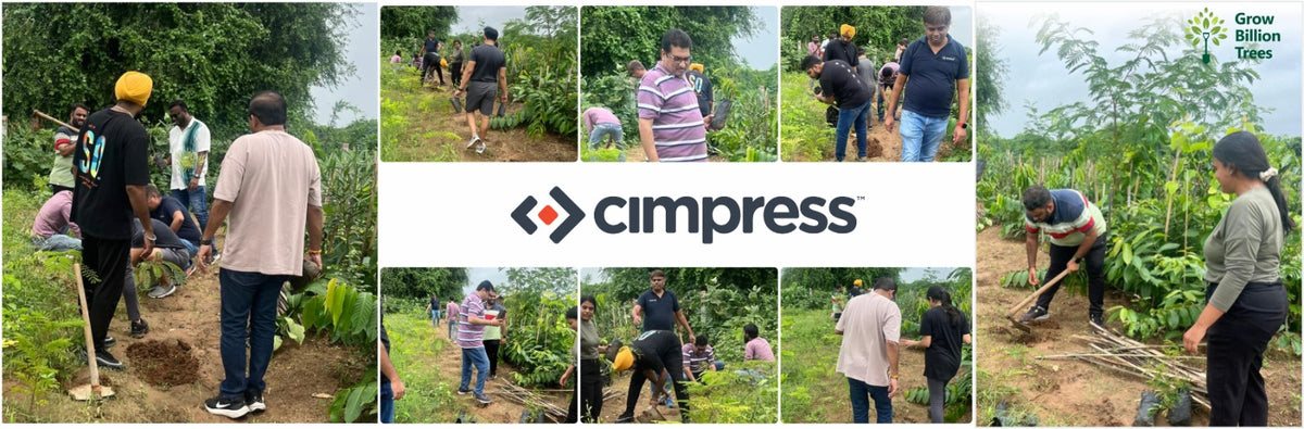 Greening Ahmedabad: Cimpress’s Urban Forest Initiative