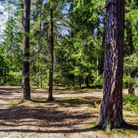 Trees for Carbon Neutral Meetings