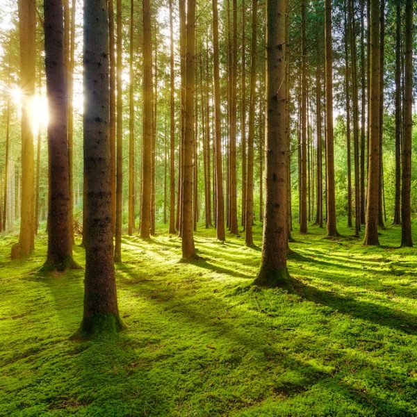 Trees for Wedding