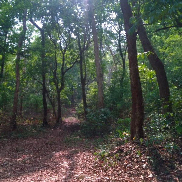 Trees for Onam