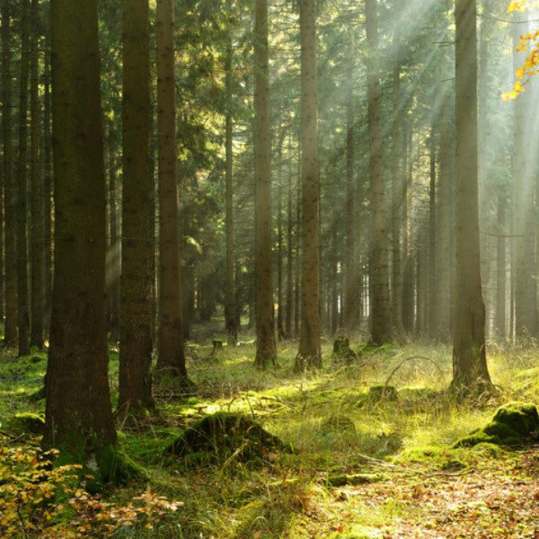 Trees for Hyderabad