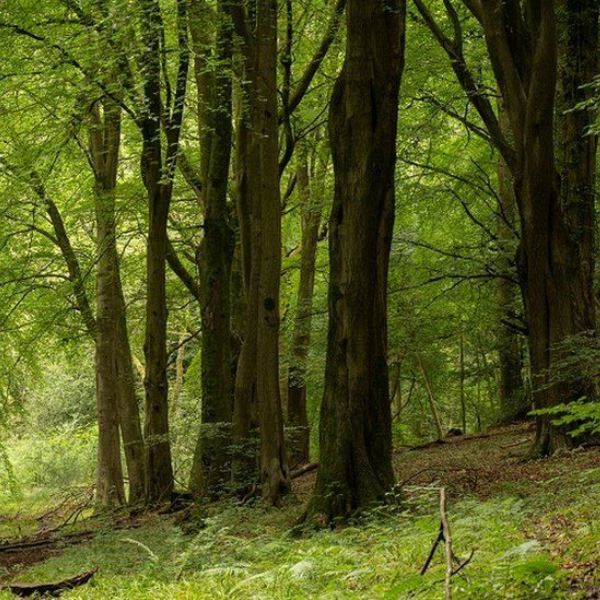 Trees for Delhi, NCR