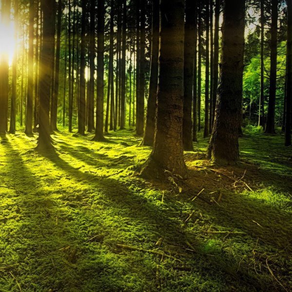 Trees for Doctor's Day (1nd Jul)