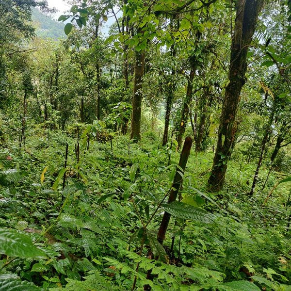 Trees for Krishna on Janmashtami