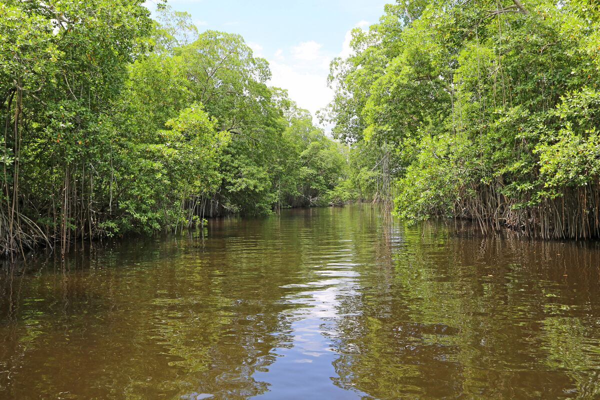Mangrove forest lining a calm tidal waterway