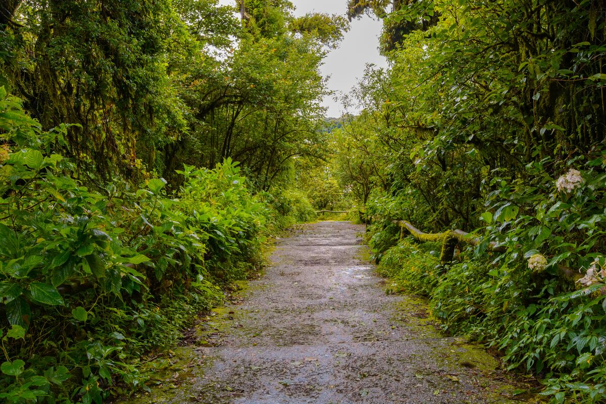 Path through a dense native Miyawaki-style forest