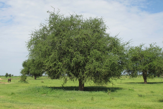 Desert Date Tree: Unlocking the Secrets of Nature's Superfood and Its Incredible Benefits