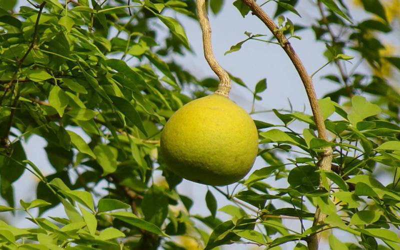 Bael Tree: The Environmental Elegance of Aegle Marmelos