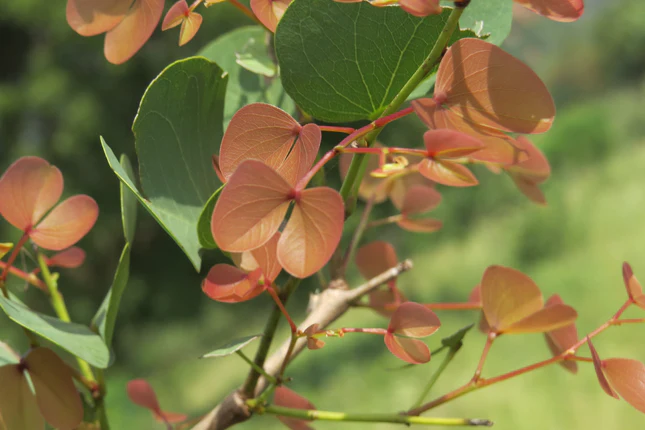 Anjan Tree: A Symbol of Strength and Natural Beauty in Indian Lore ...