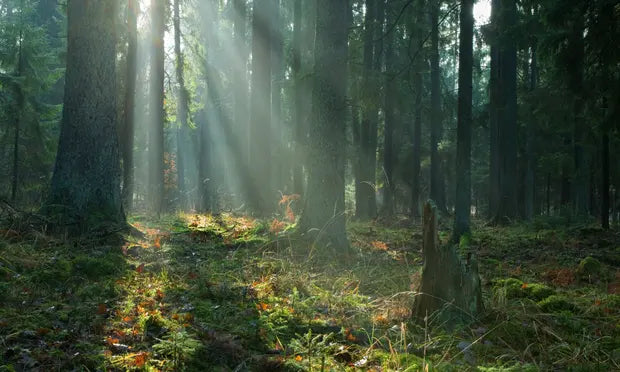 The Green Guardians: The Role of Trees in Carbon Sequestration, a Climate Solution