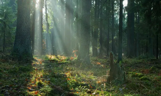The Green Guardians: The Role of Trees in Carbon Sequestration, a Climate Solution