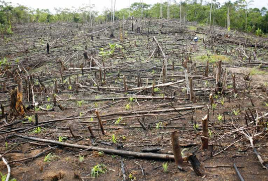 Deforestation in India