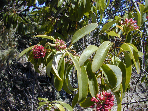Sandalwood Tree