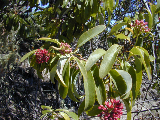 Sandalwood Tree: The Fragrance of Forests