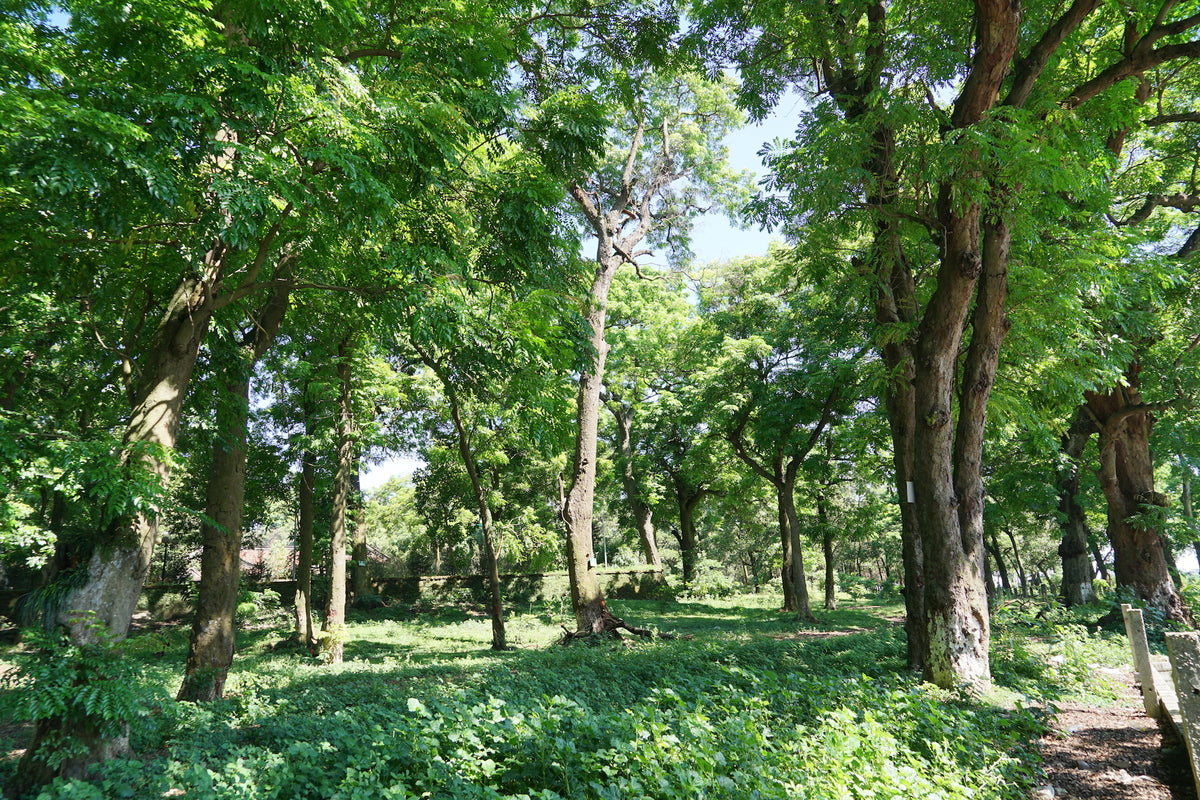 Tree Plantation Tales from India: A Forest in Every Garden