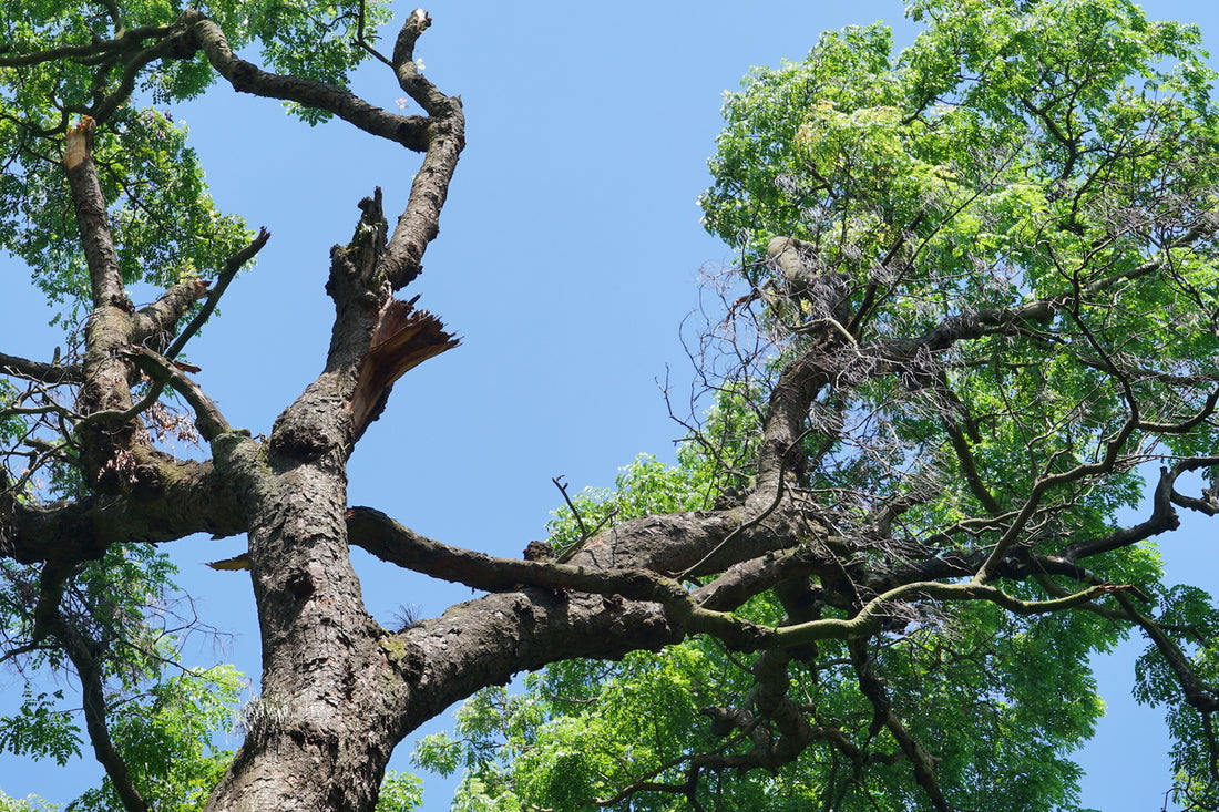 Ironwood Tree: Strength in Simplicity