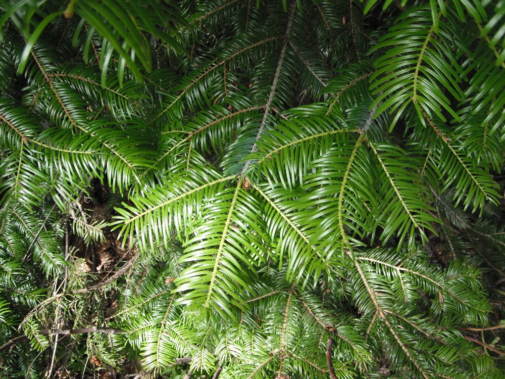 Grand Fir Tree: Transform Your Landscape with This Majestic Evergreen