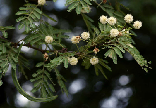 The Aspalove Tree: A Guardian of Ecology and Tradition