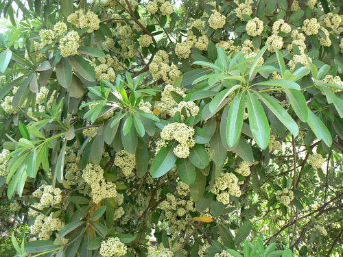 Saptparni Tree