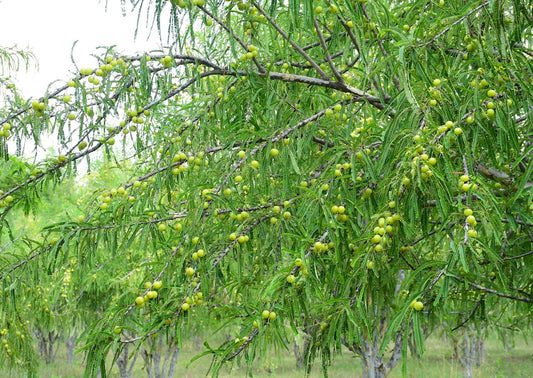 Amla Tree: Unlocking the Treasures of Nature's Wellness Elixir