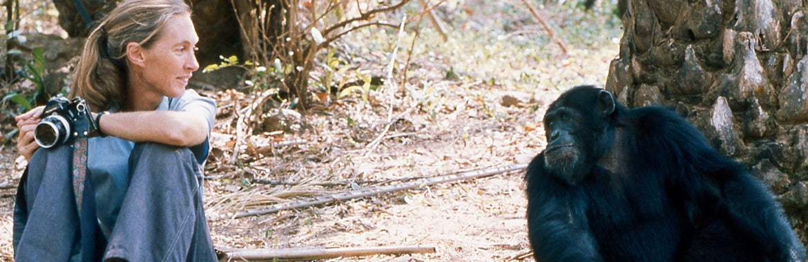 Jane Goodall: Trailblazing Primate Advocate Who Redefined Conservation