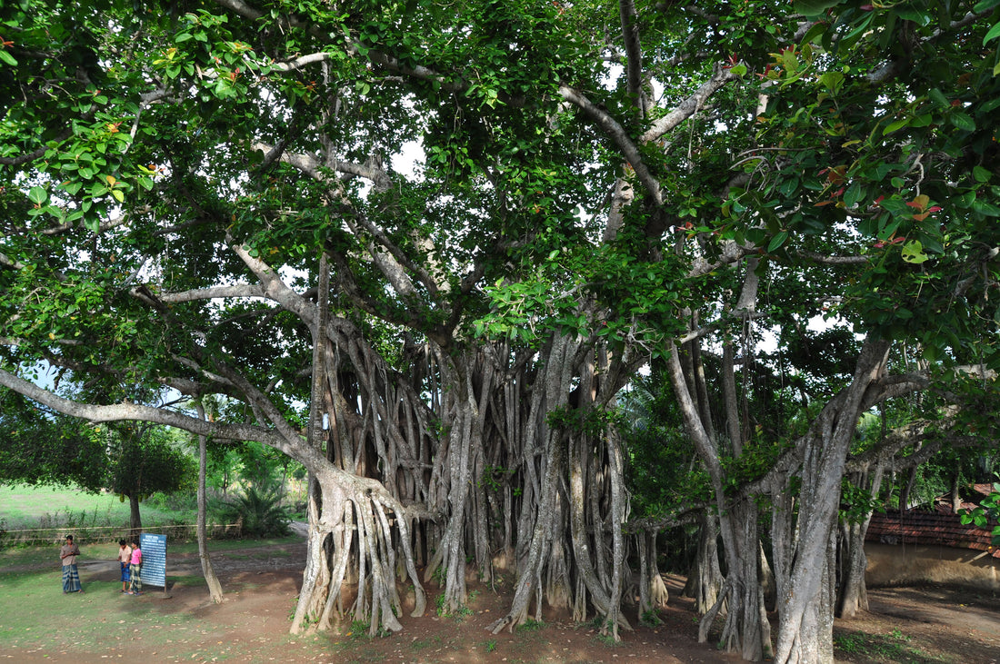 Banyan Tree: The Canopy of Timeless Wisdom