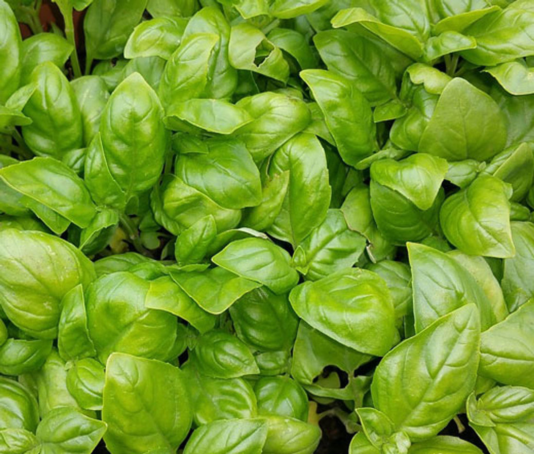 Italian Basil: Aromatic Herb, Health Booster, and Culinary Star