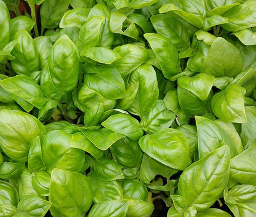 Italian Basil