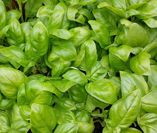 Italian Basil: Aromatic Herb, Health Booster, and Culinary Star