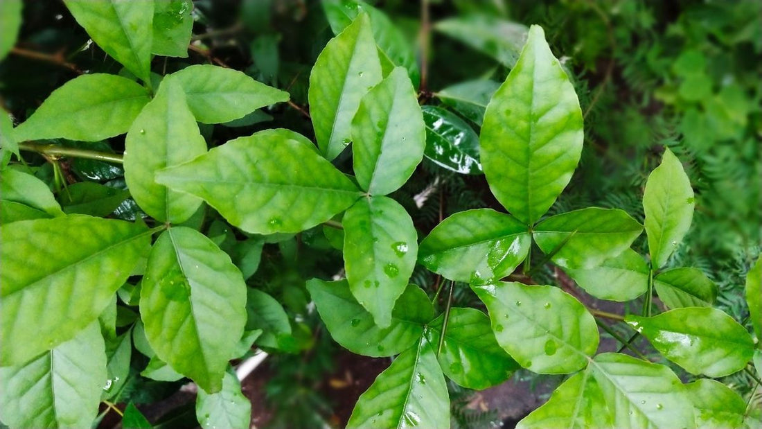 Belpatra Tree: Unveiling Its Sacred Significance, Medicinal Benefits, and Environmental Impact