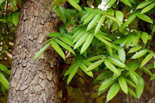 Big Leaf Mahogany Tree