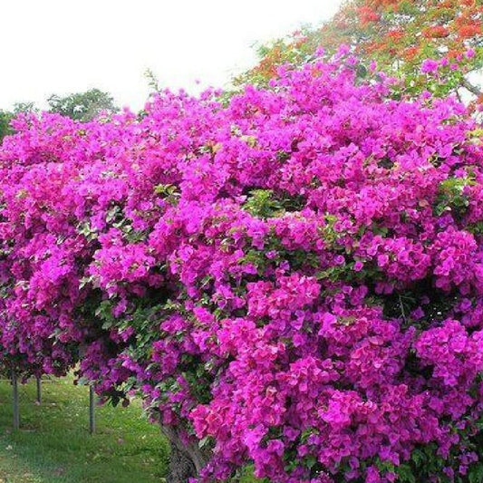 Bougainvillea Plant: Vibrant Blooms, Hardy Growth, and Decorative Genius