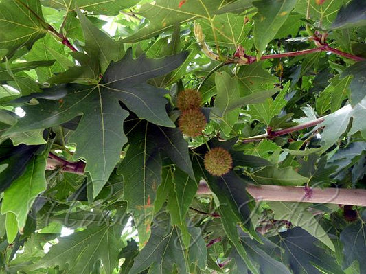 Chinar Tree: The Majestic Symbol of Kashmir's Natural Beauty and Cultural Heritage