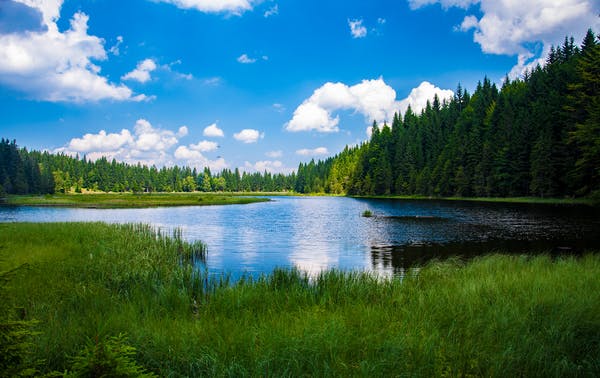 How trees clean the air we breathe ?