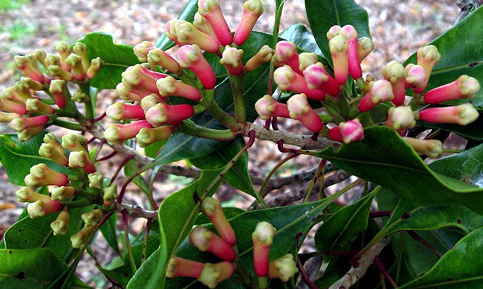 Laung Tree: Spicy Treasure, Health Benefits, and Culinary Secrets