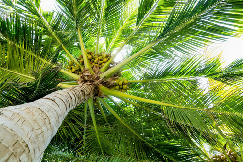 Buddha Coconut Tree